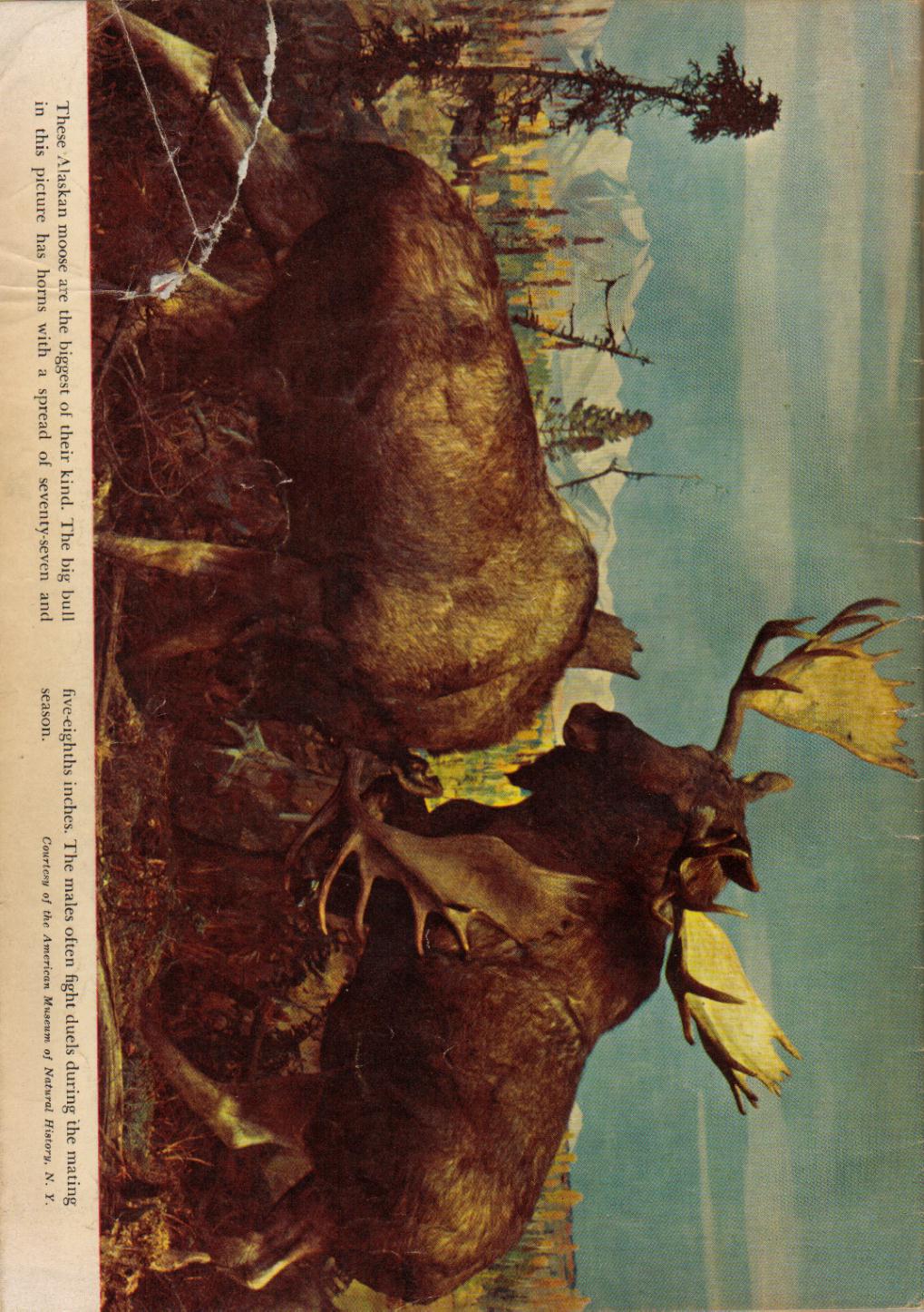 Read online Four Color Comics comic -  Issue #344 - 36