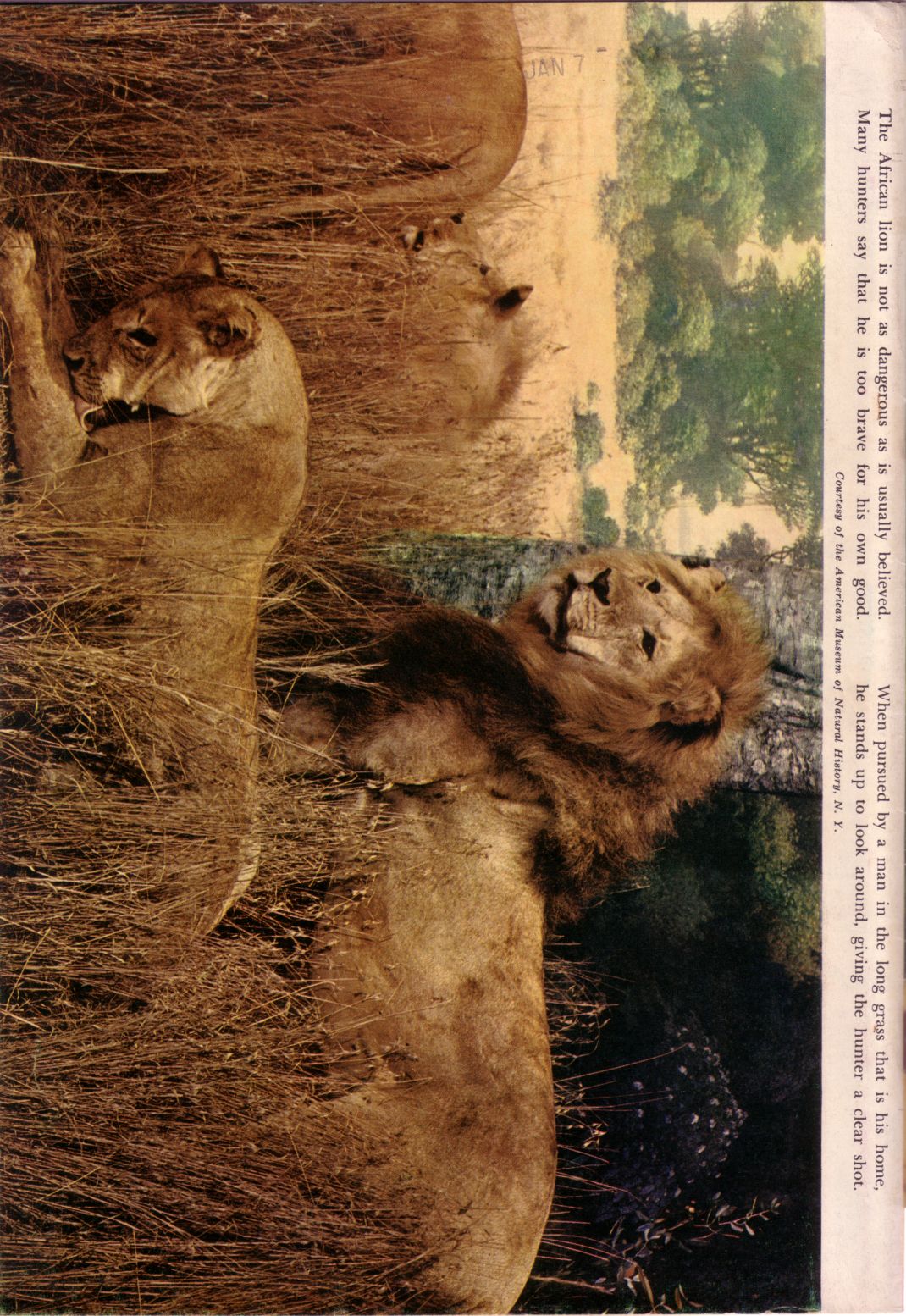 Read online Tarzan (1948) comic -  Issue #29 - 36