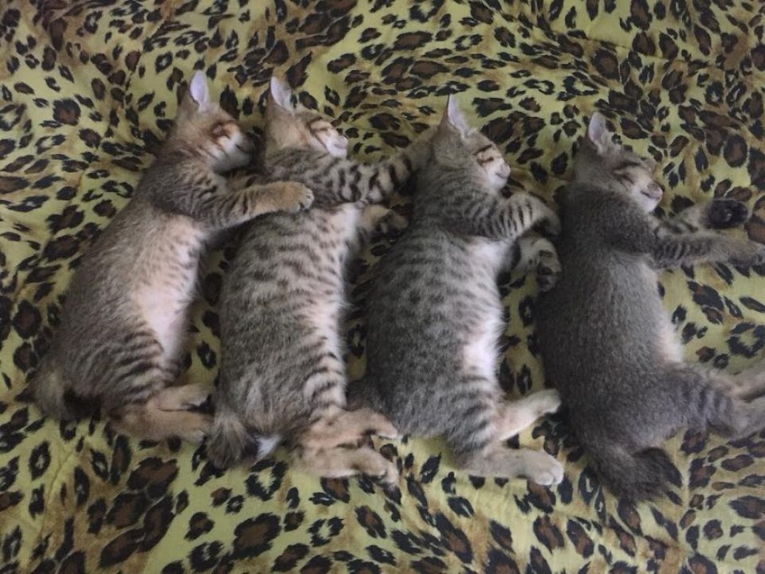 Meowlog Kucing Belang A K A Tabby Cat