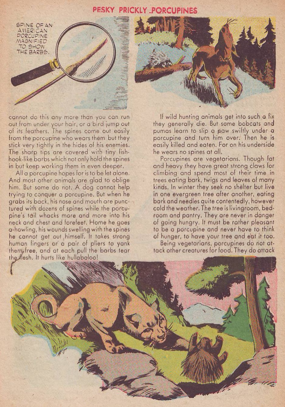 Read online Animal Comics comic -  Issue #25 - 43