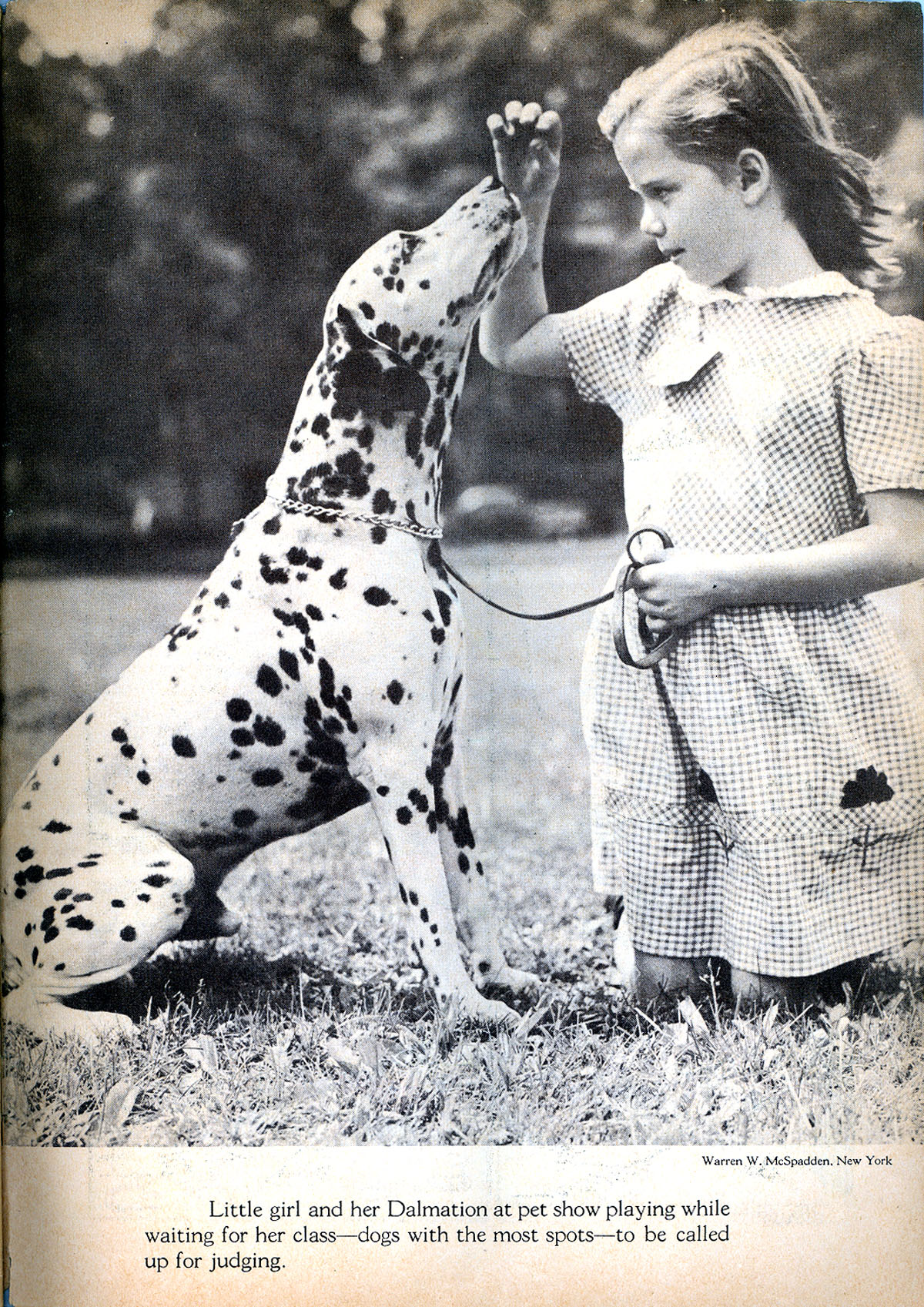 Read online Animal Comics comic -  Issue #29 - 51