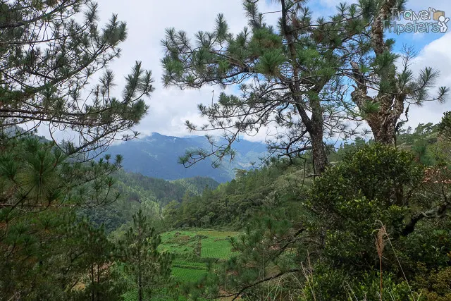 pulag pine trees