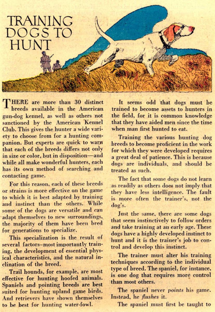 Read online The Adventures of Rex the Wonder Dog comic -  Issue #25 - 23