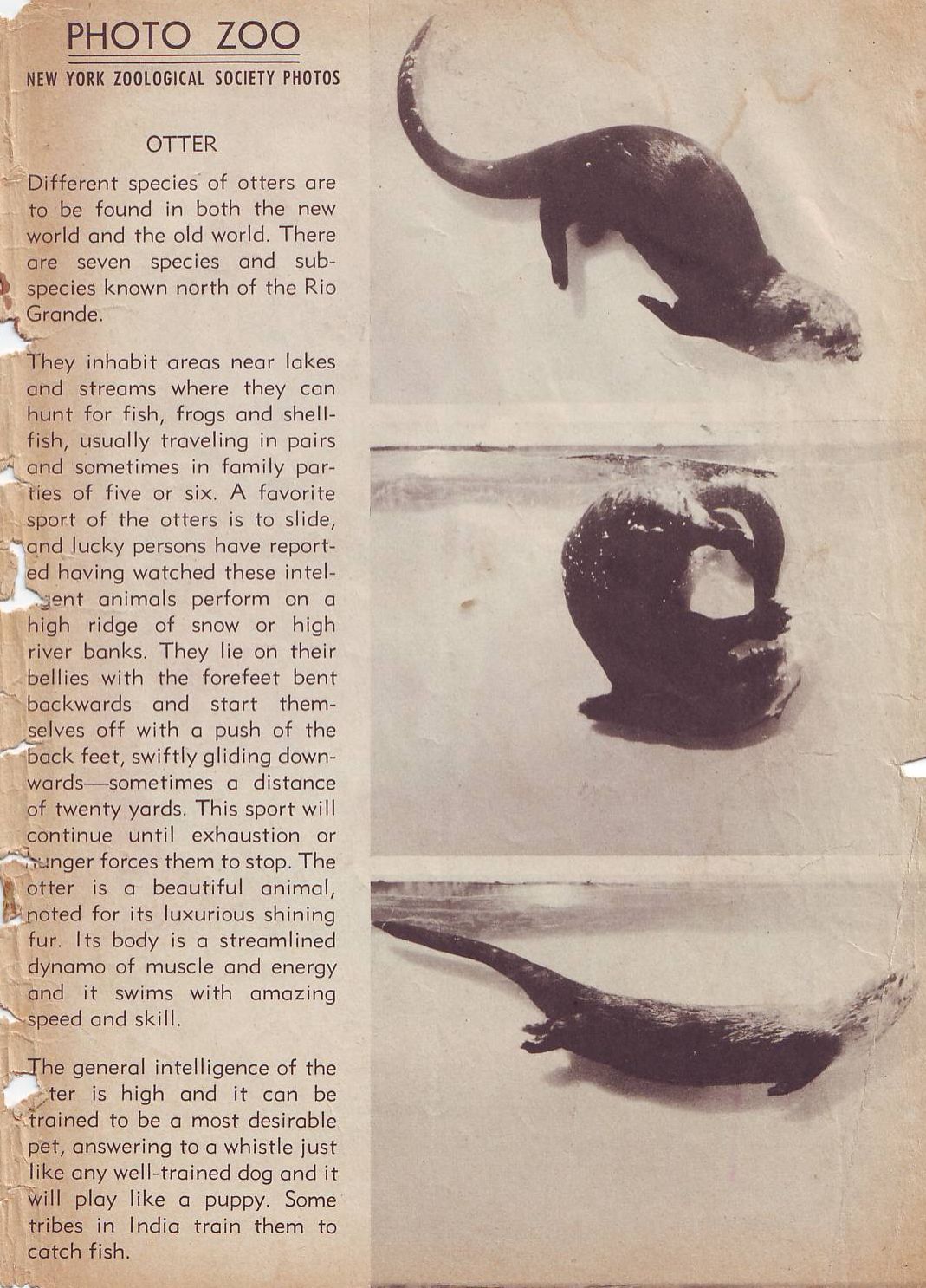 Read online Animal Comics comic -  Issue #28 - 51