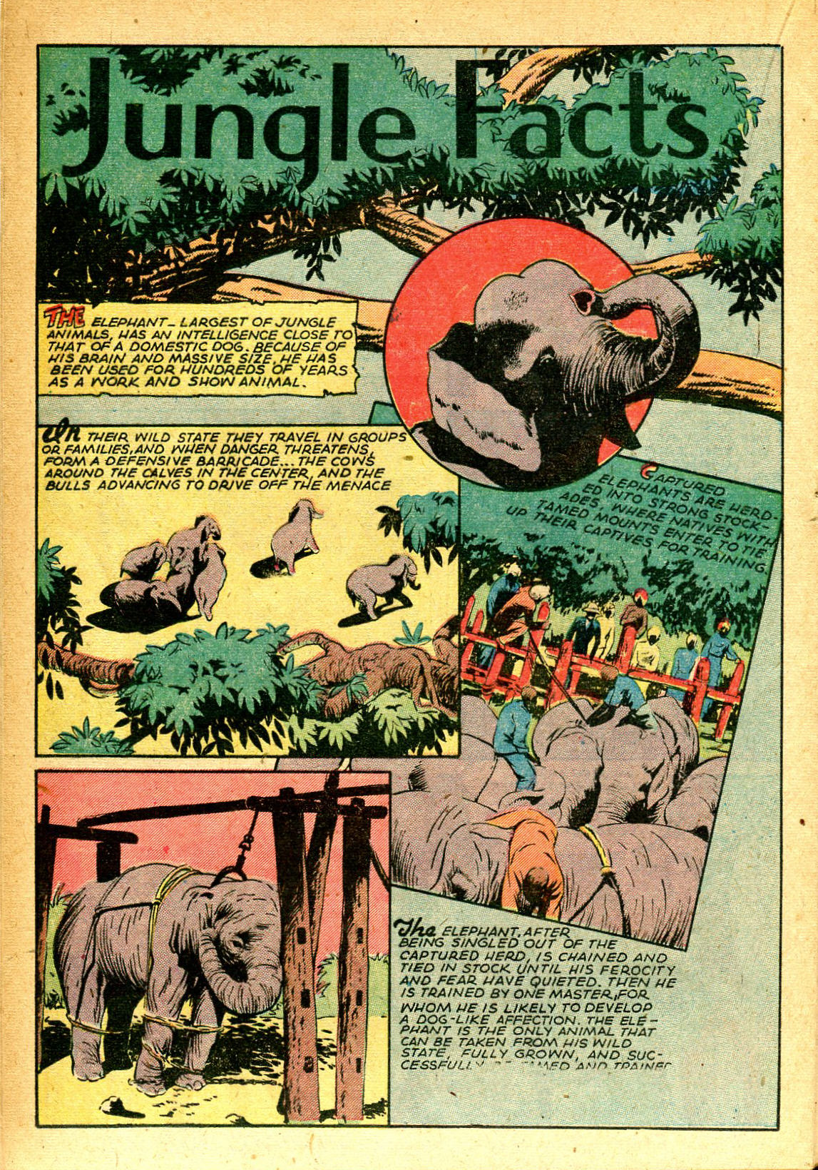 Read online Jungle Comics comic -  Issue #66 - 28