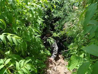 A path or trail winding through the dense forest during the descent.