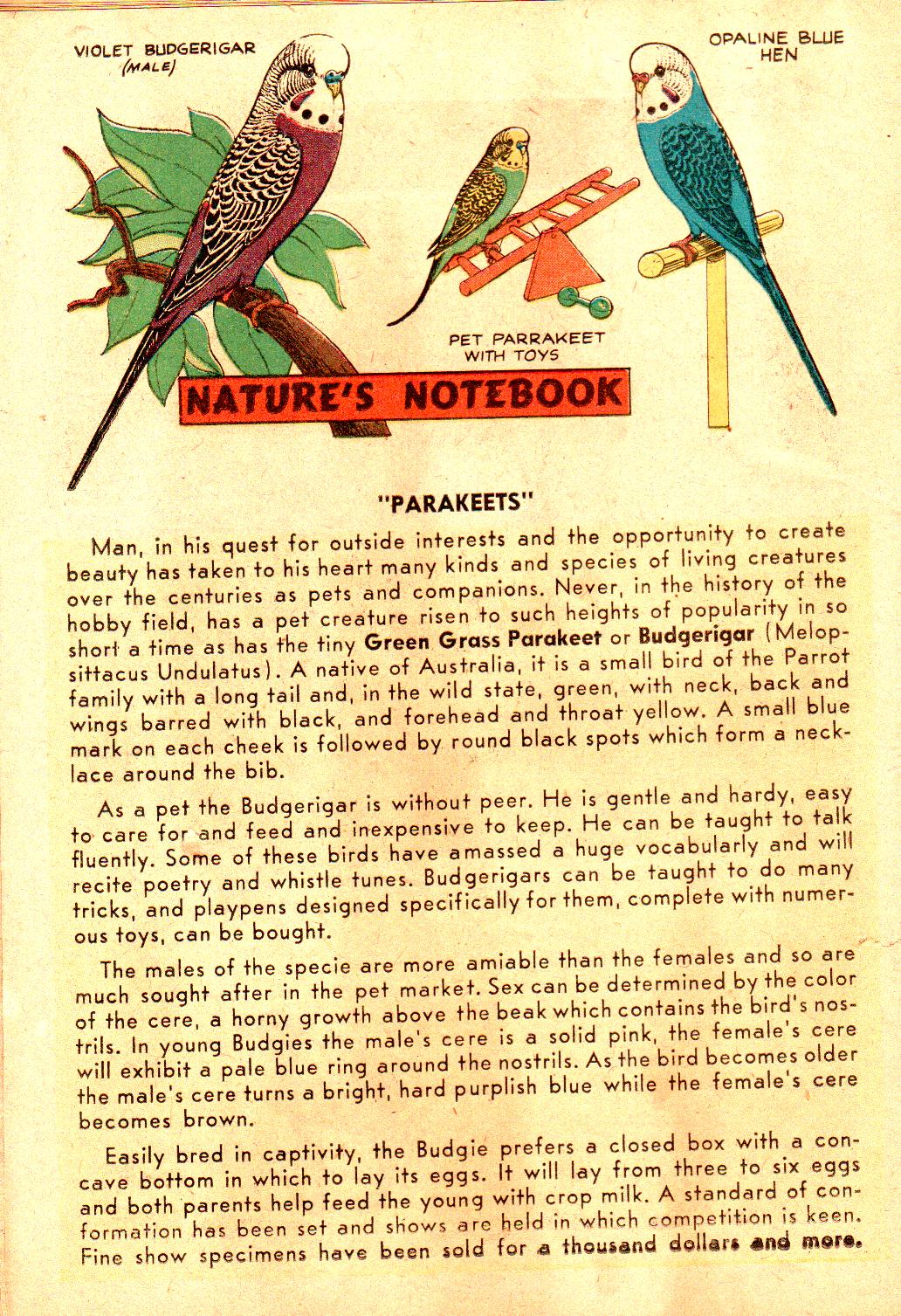 Read online Little Archie In Animal Land comic -  Issue #18 - 26
