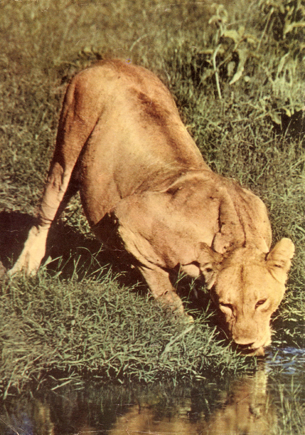 Read online Four Color Comics comic -  Issue #665 - 36