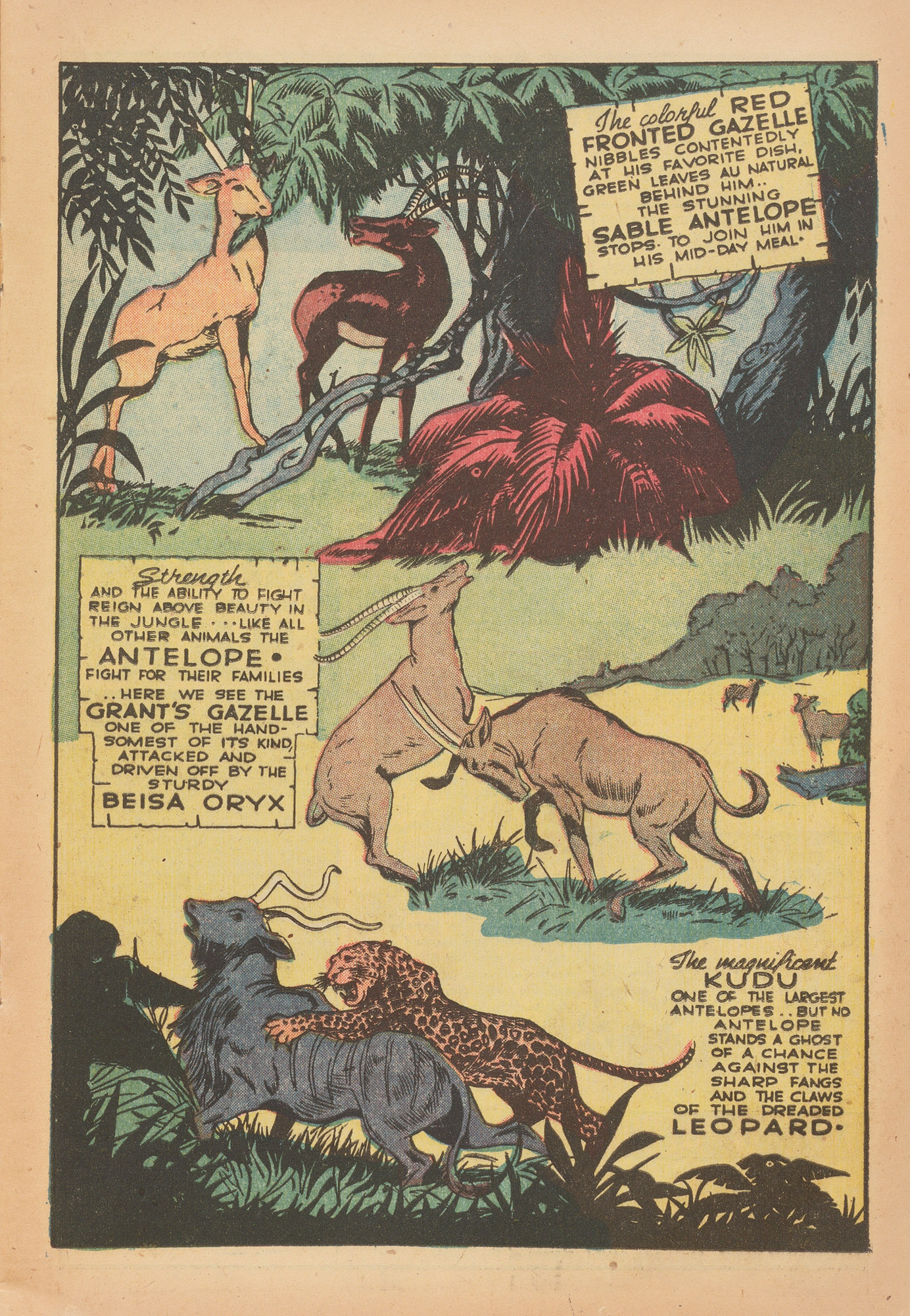 Read online Wambi Jungle Boy comic -  Issue #15 - 17