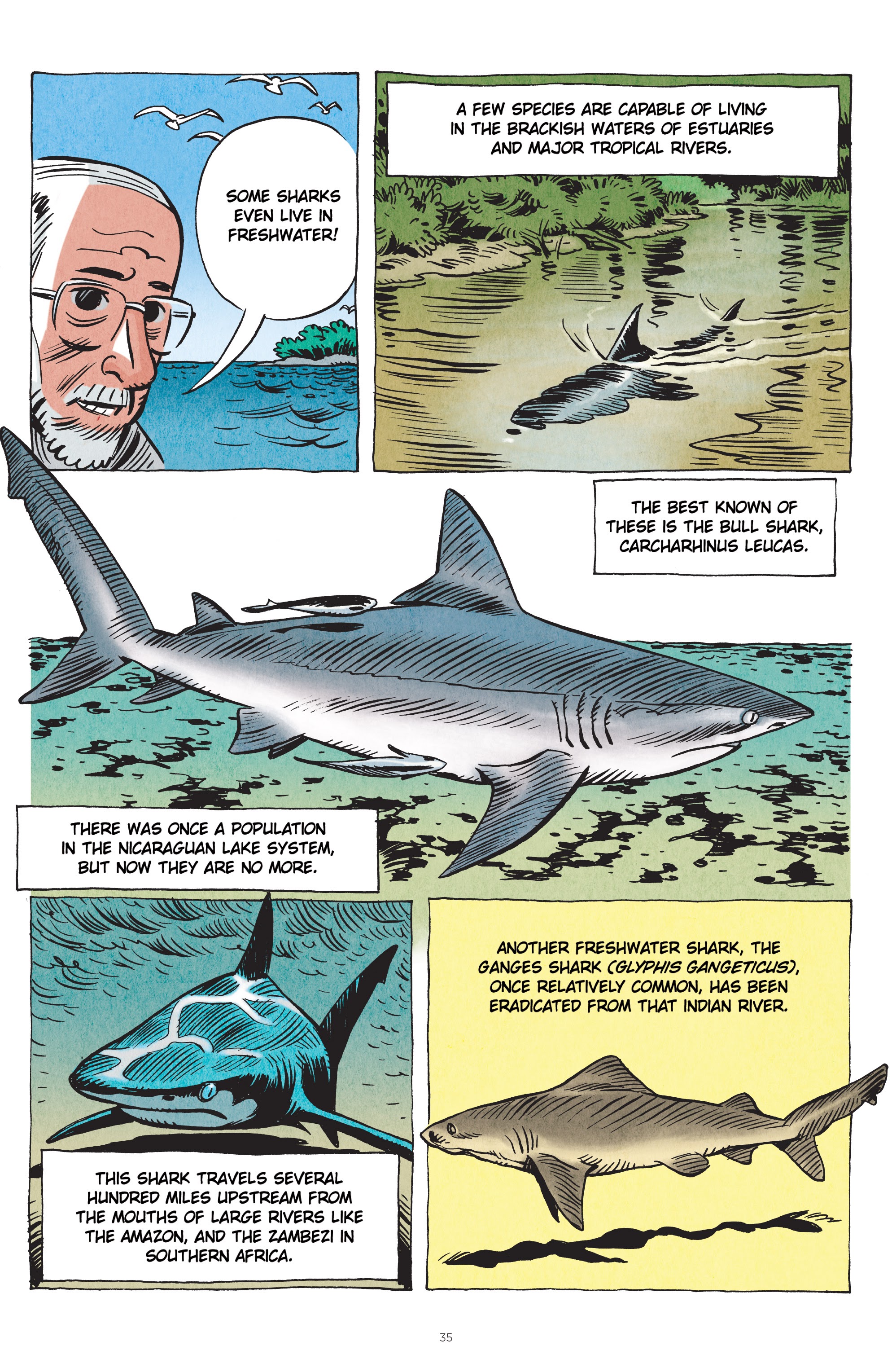 Read online Little Book of Knowledge: Sharks comic -  Issue # TPB - 35