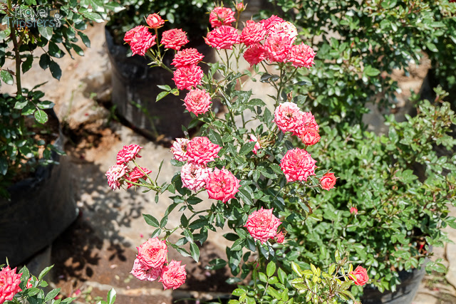 bahong rose garden