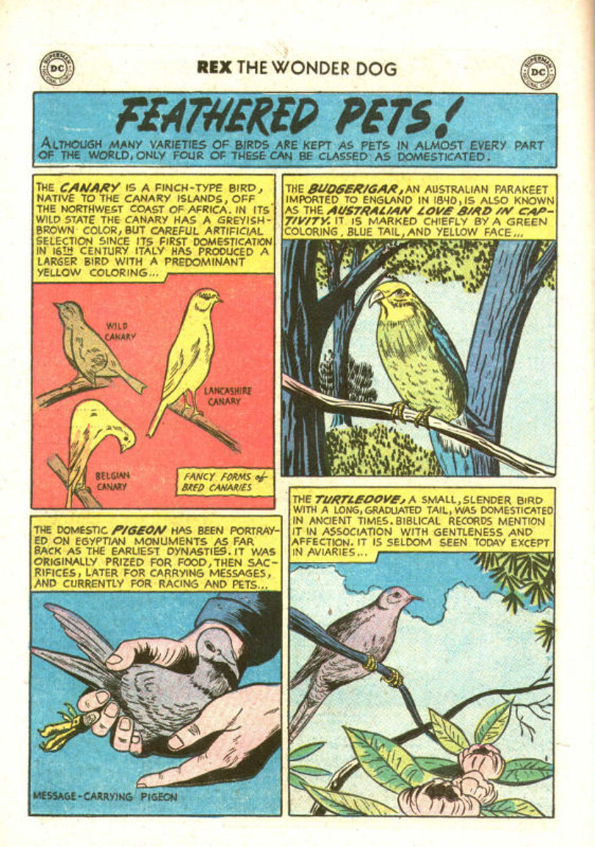 Read online The Adventures of Rex the Wonder Dog comic -  Issue #27 - 14