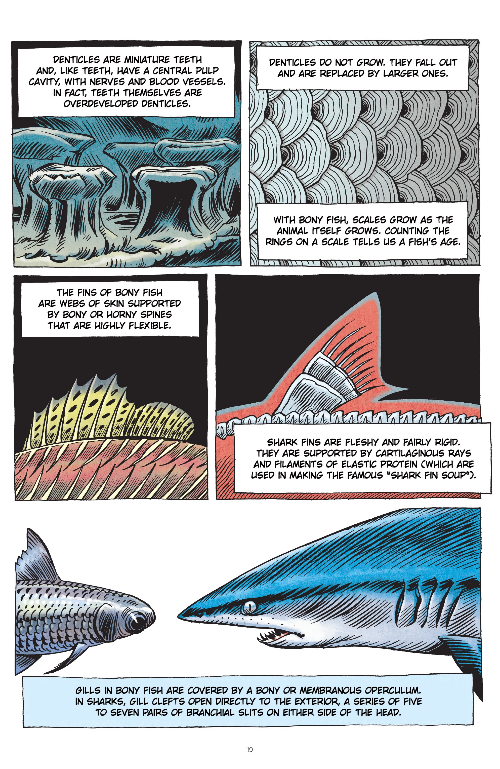 Read online Little Book of Knowledge: Sharks comic -  Issue # TPB - 19