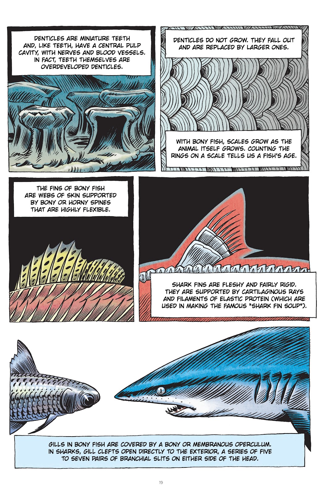 Little Book of Knowledge: Sharks issue TPB - Page 19
