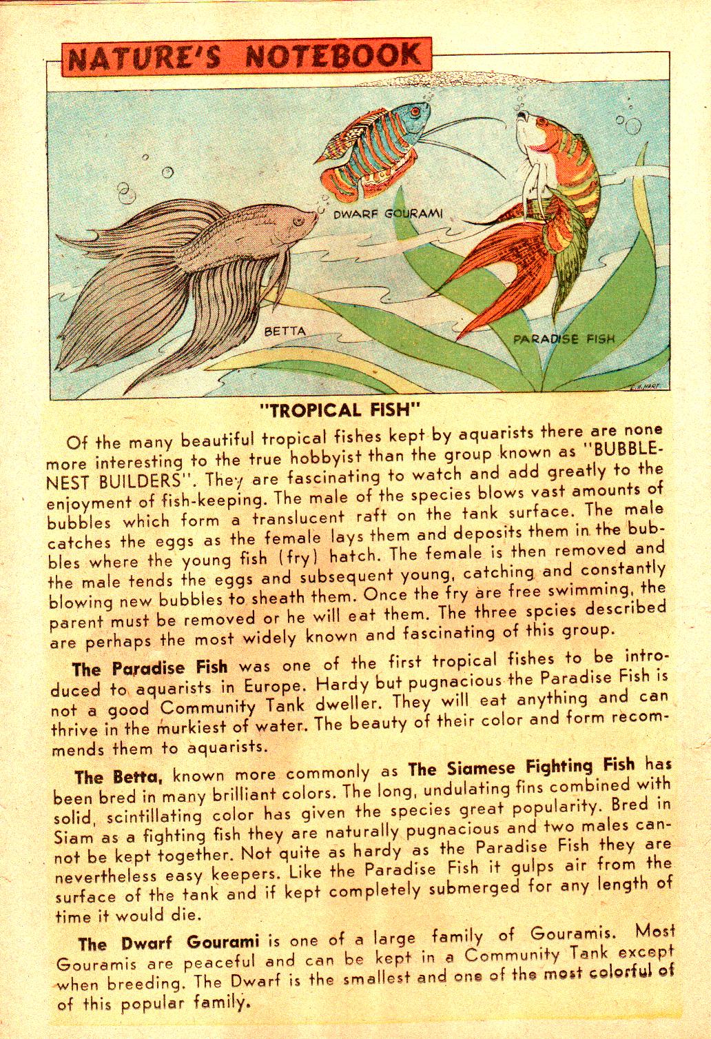 Read online Little Archie In Animal Land comic -  Issue #18 - 14