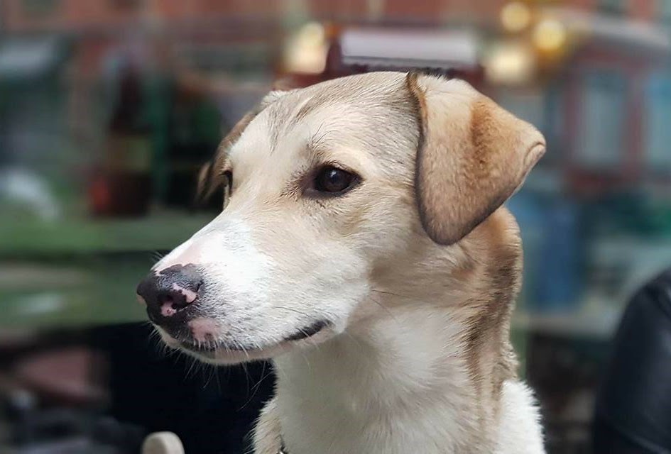 Read online American Vampire 1976 comic -  Issue #7 - 26