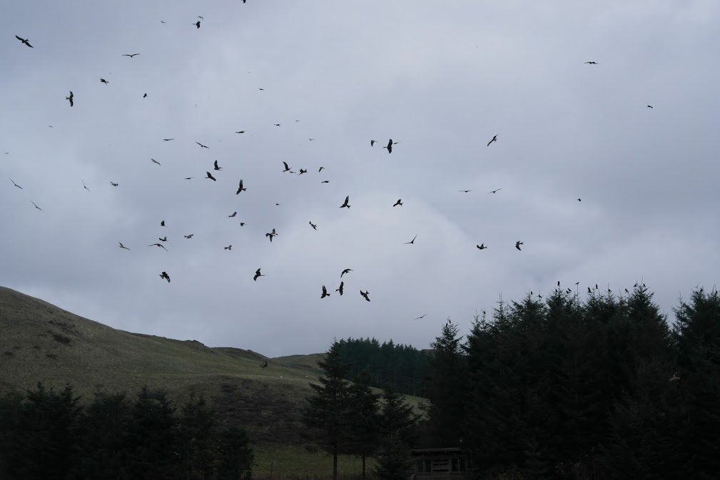 red kite feeding station, wales red kite feeding station, wales