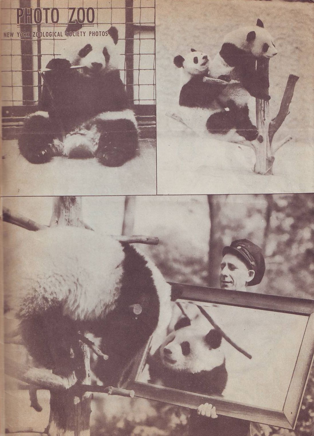 Read online Animal Comics comic -  Issue #27 - 51