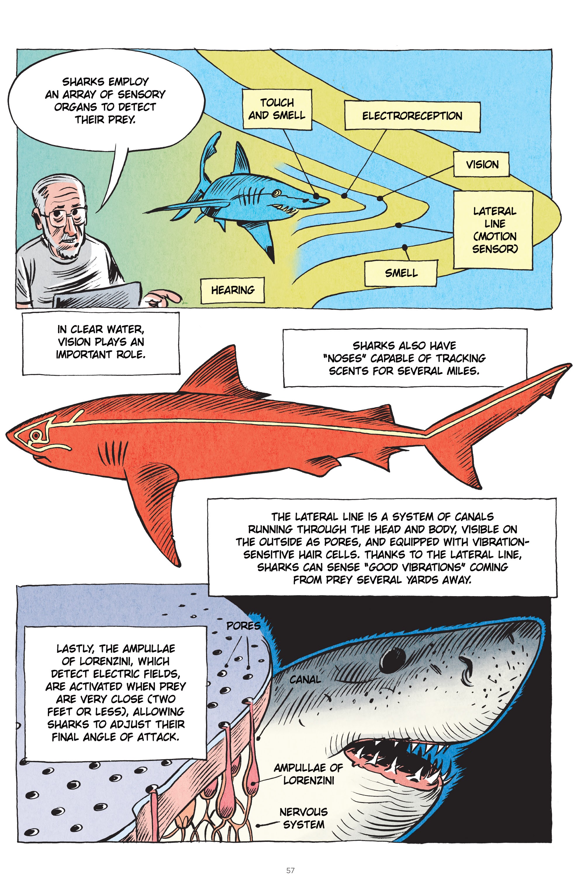 Read online Little Book of Knowledge: Sharks comic -  Issue # TPB - 57
