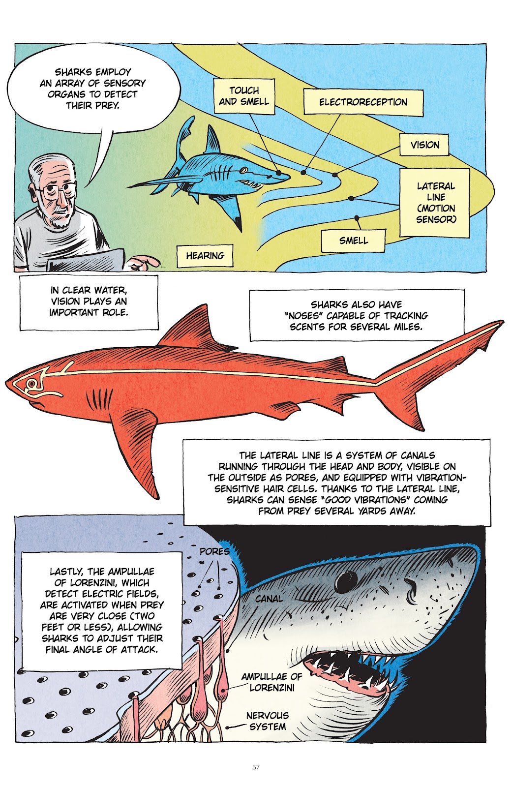 Little Book of Knowledge: Sharks issue TPB - Page 57