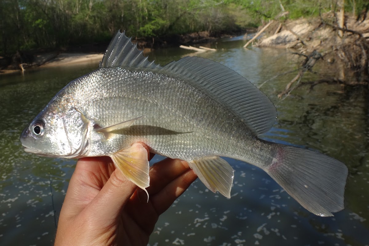Ben Cantrell's fish species blog Creeks of Western Kentucky