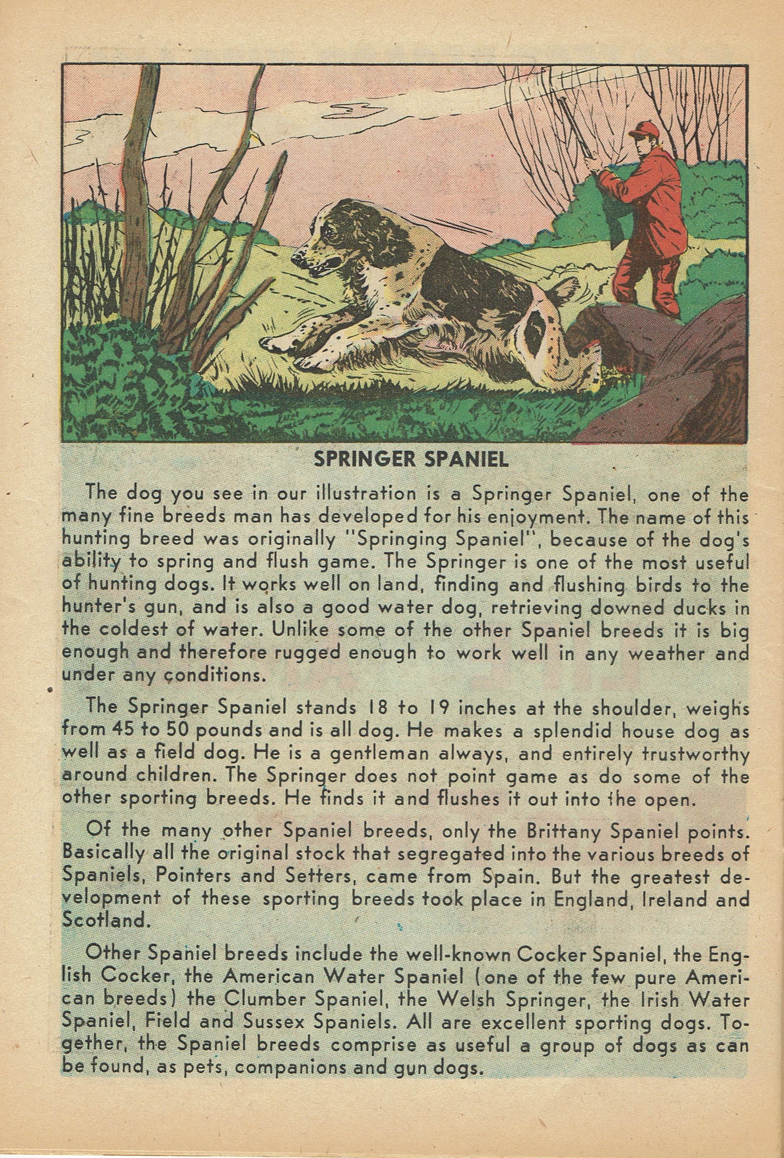 Read online Super Duck Comics comic -  Issue #92 - 25