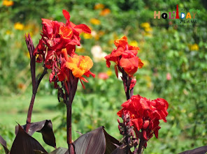 Flowers at Nishat bagh