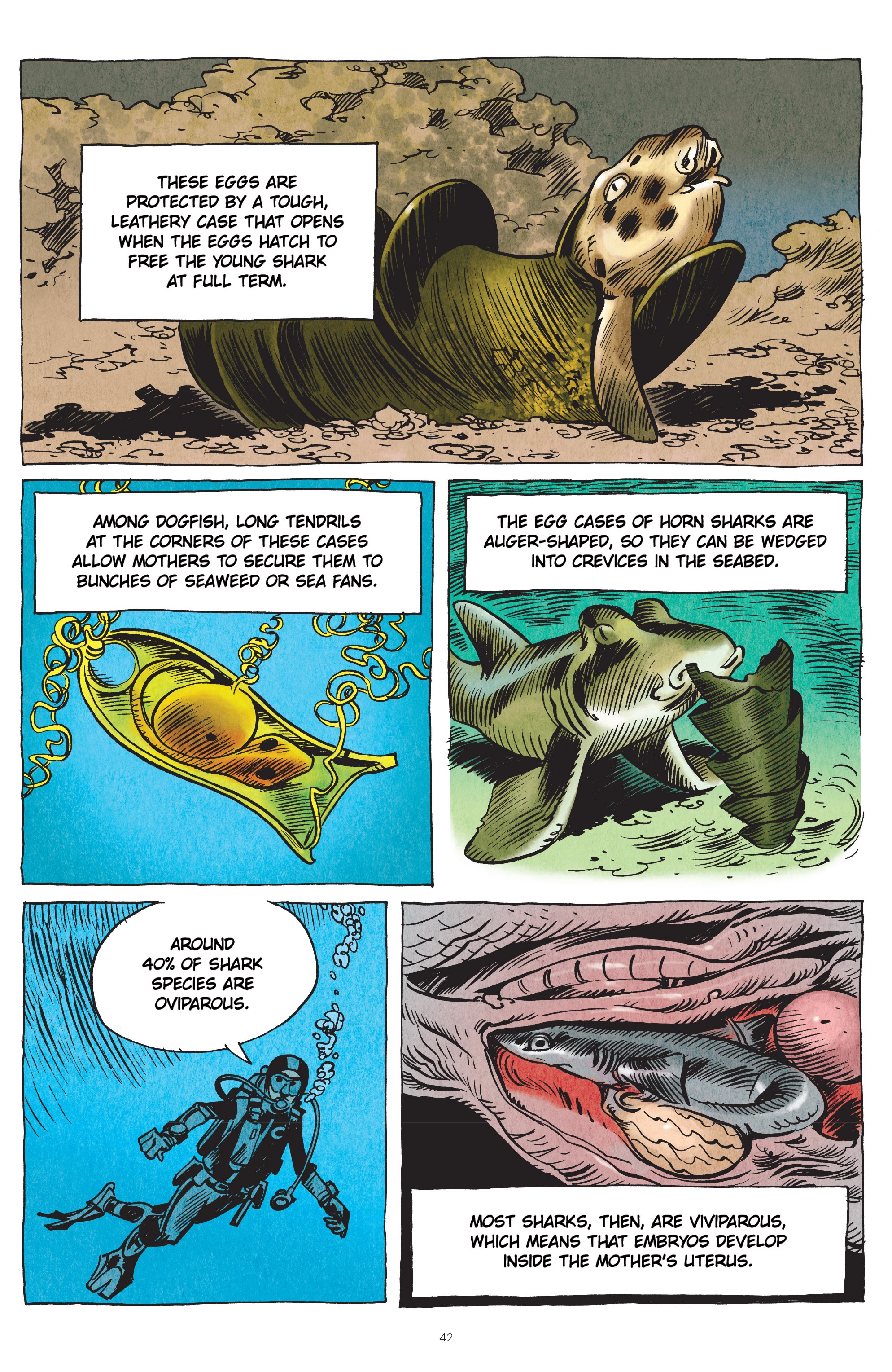 Read online Little Book of Knowledge: Sharks comic -  Issue # TPB - 42