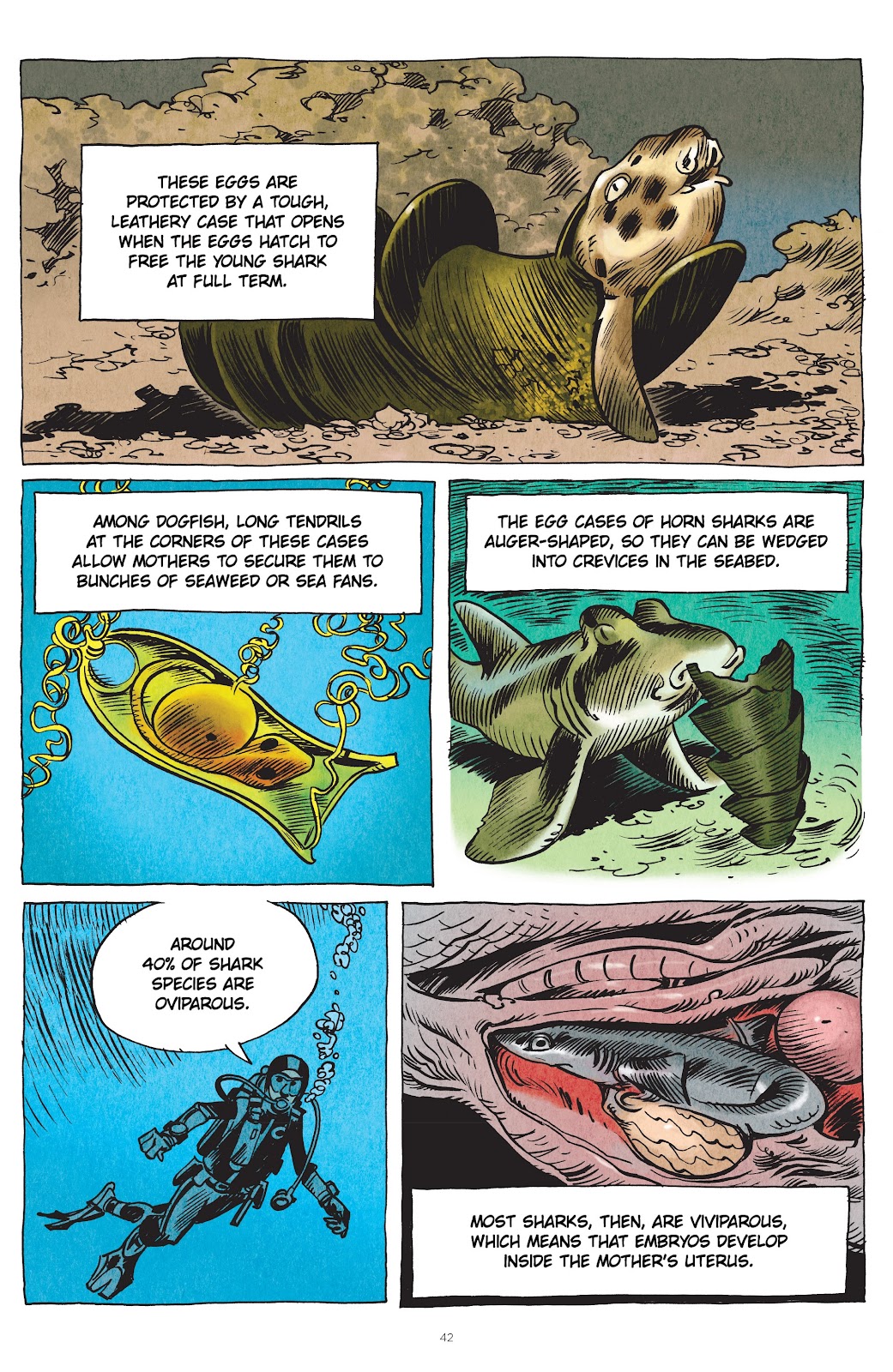 Little Book of Knowledge: Sharks issue TPB - Page 42