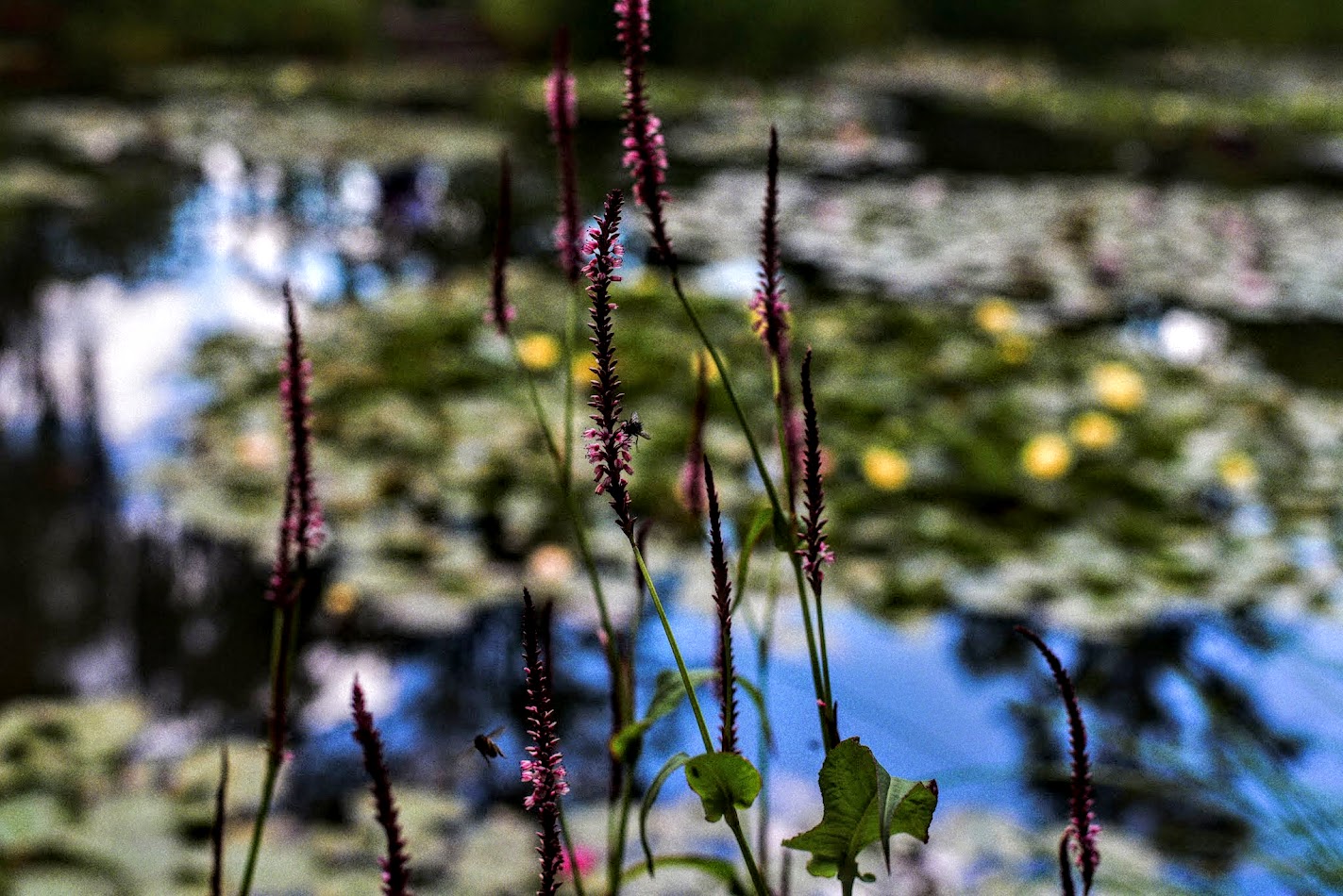 Make Giverny Great Again