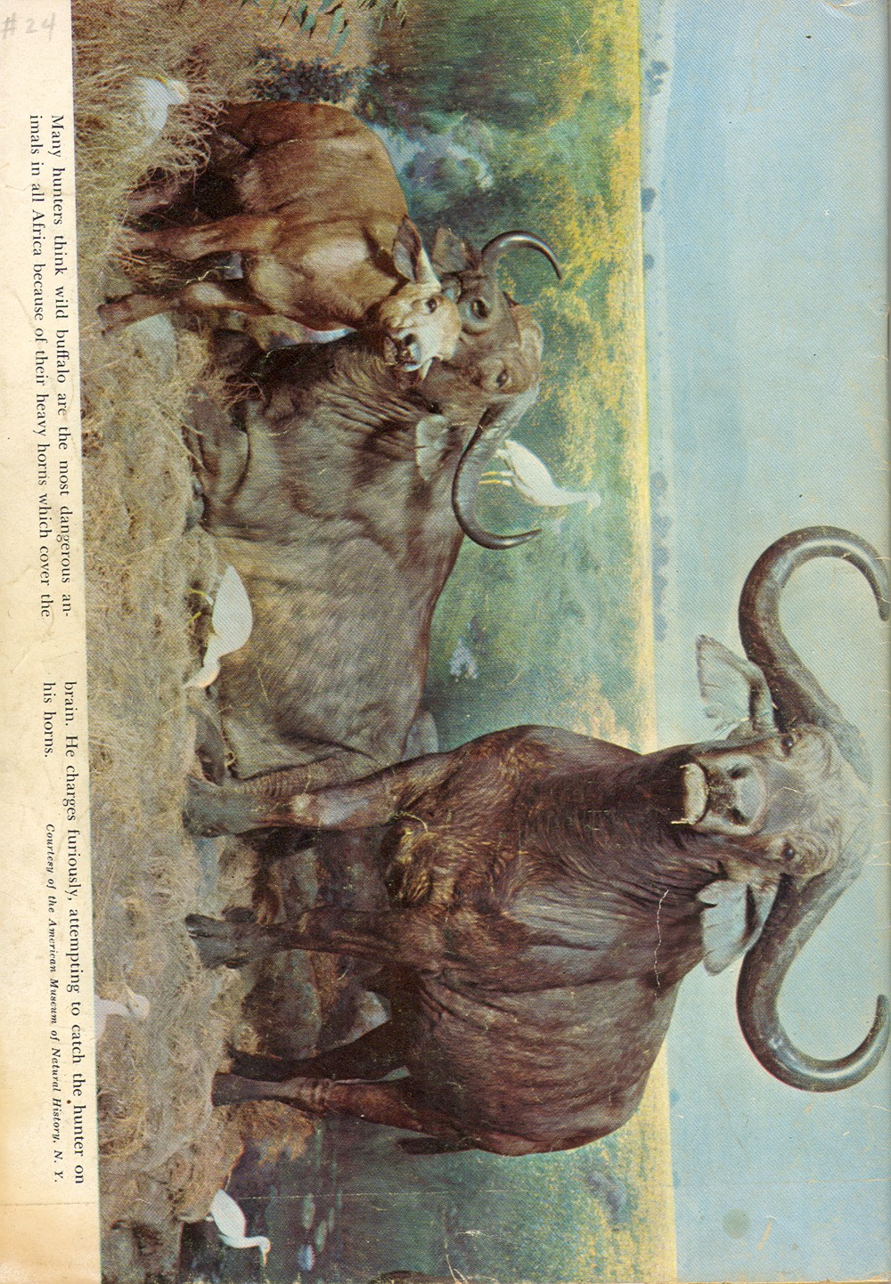 Read online Tarzan (1948) comic -  Issue #24 - 52