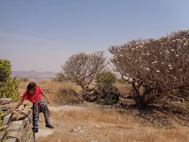 A hiker balances himself on the fort wall on a scorching day at Medigeshi fort summit