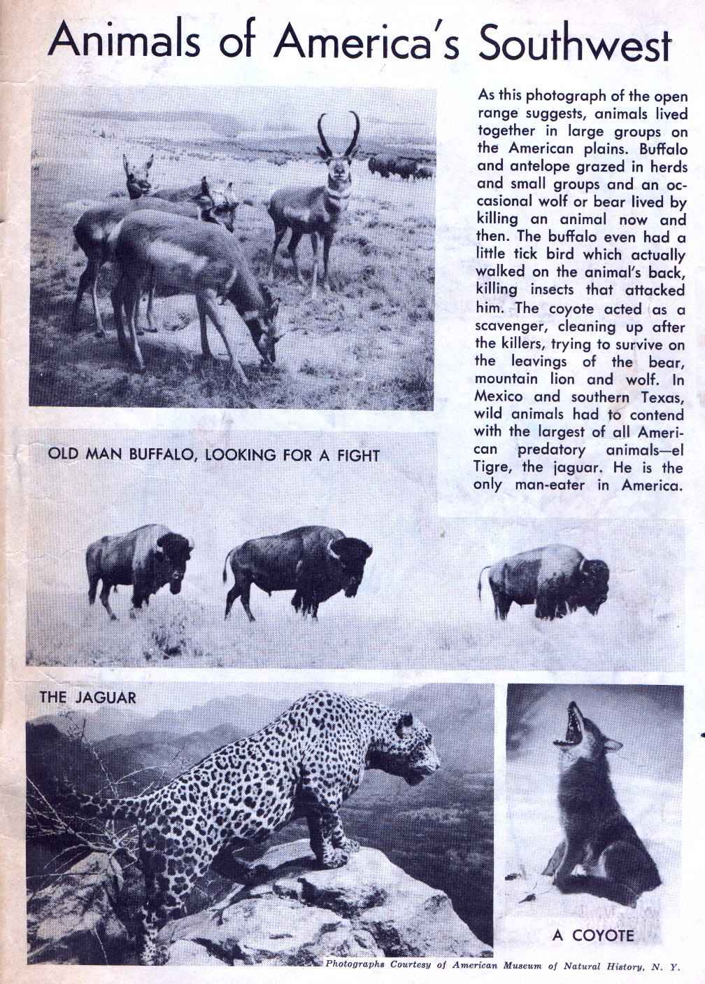 Read online Lone Ranger's Companion Tonto comic -  Issue #2 - 35