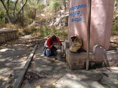 Sippy sipping some water out of a water tank at the base of the hillock near the school