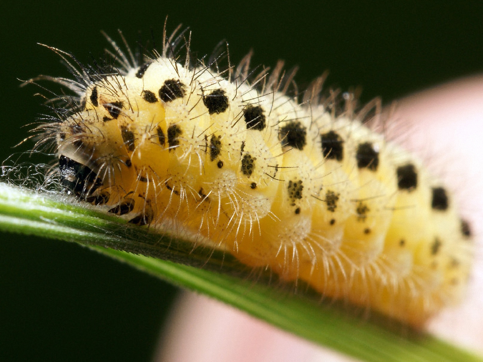 I Love Insects A Very Fat Yellow Caterpillar With Black Dots On His Body