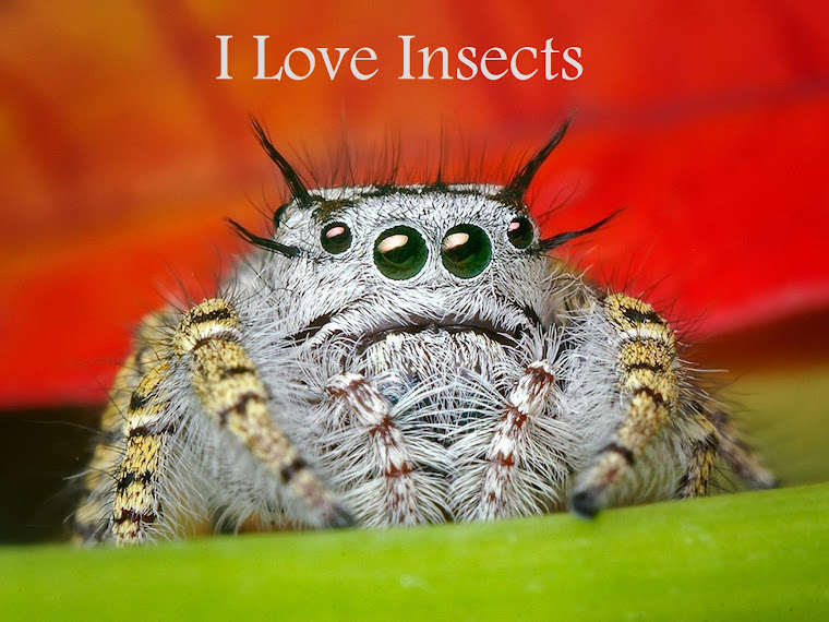 I Love Insects