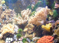 corales, Gran barrera de corales, Cairns, Australia, vuelta al mundo, round the world, La vuelta al mundo de Asun y Ricardo