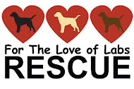 For the Love of the Labs Rescue