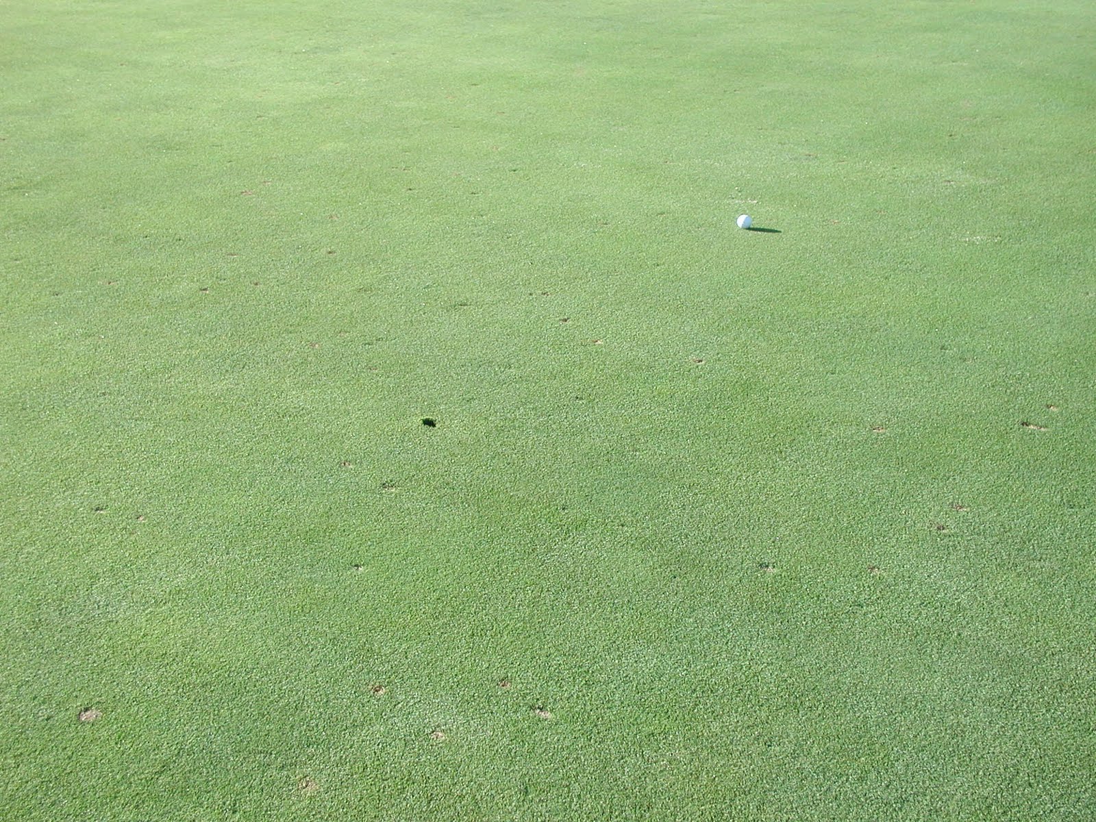Stanford Golf Course Superintendent's Blog Ball Marks Are Avoidable