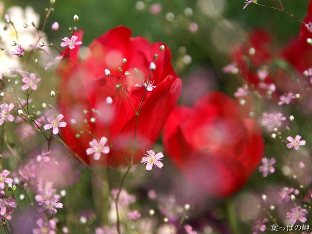 Shining+Red+Roses.jpg
