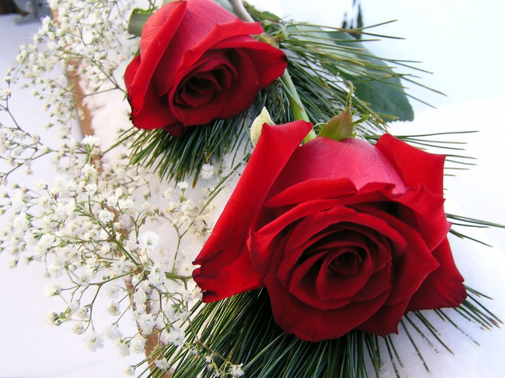 50 most romantic red roses wallpapers backgrounds only red roses high 