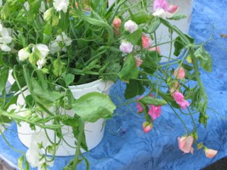 A bucket of Sweet Peas, the seed if from Renees Seed