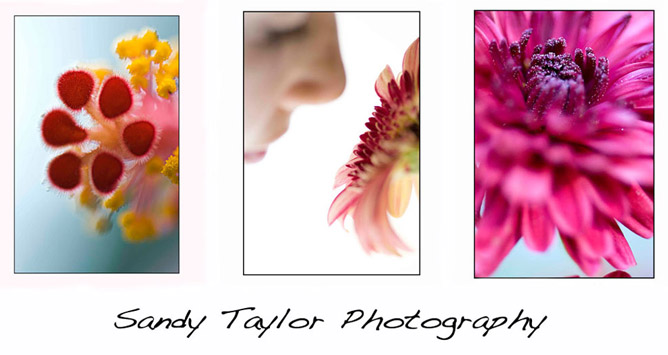 Sandy Taylor Photography