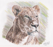 Drawing animals