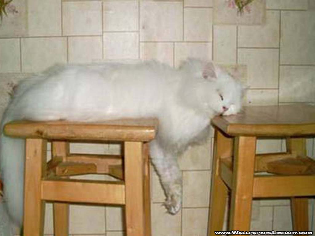 http://2.bp.blogspot.com/_-Dybwa1u0Lg/TJzCnwDjmSI/AAAAAAAAAlE/GDP7BsBFGNM/s1600/sleeping-cat-wallpaper-funny.jpg