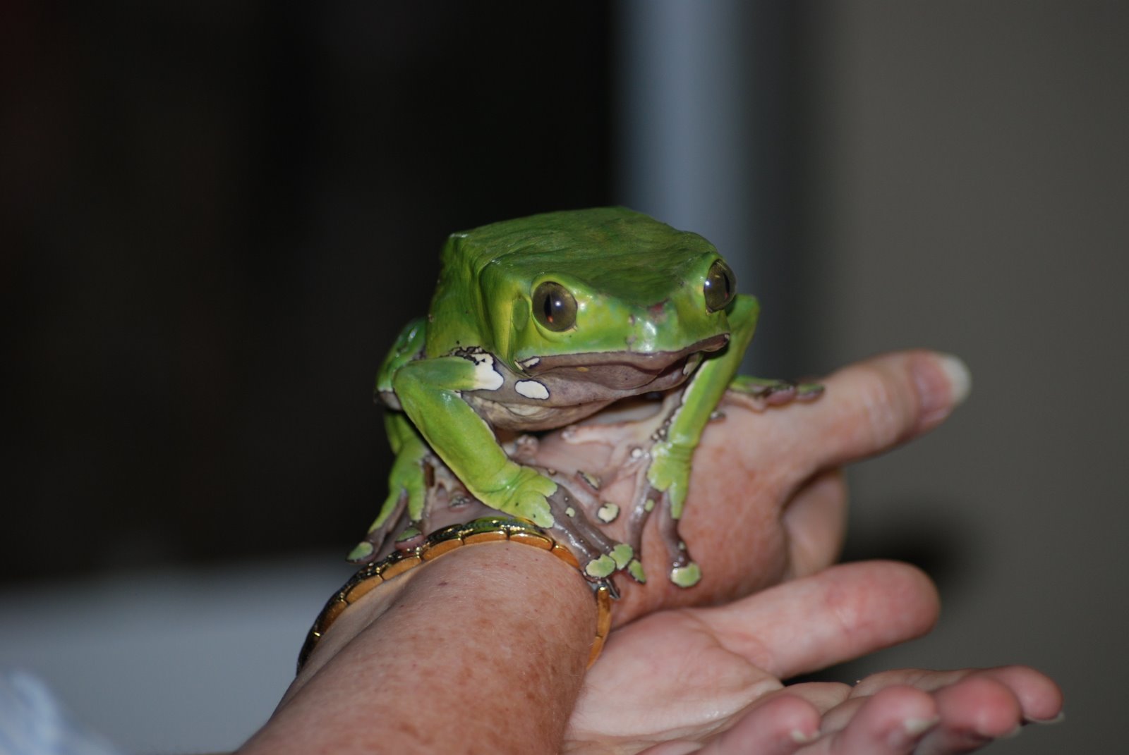 [Giant+Waxy+Monkey+Tree+Frog.JPG]