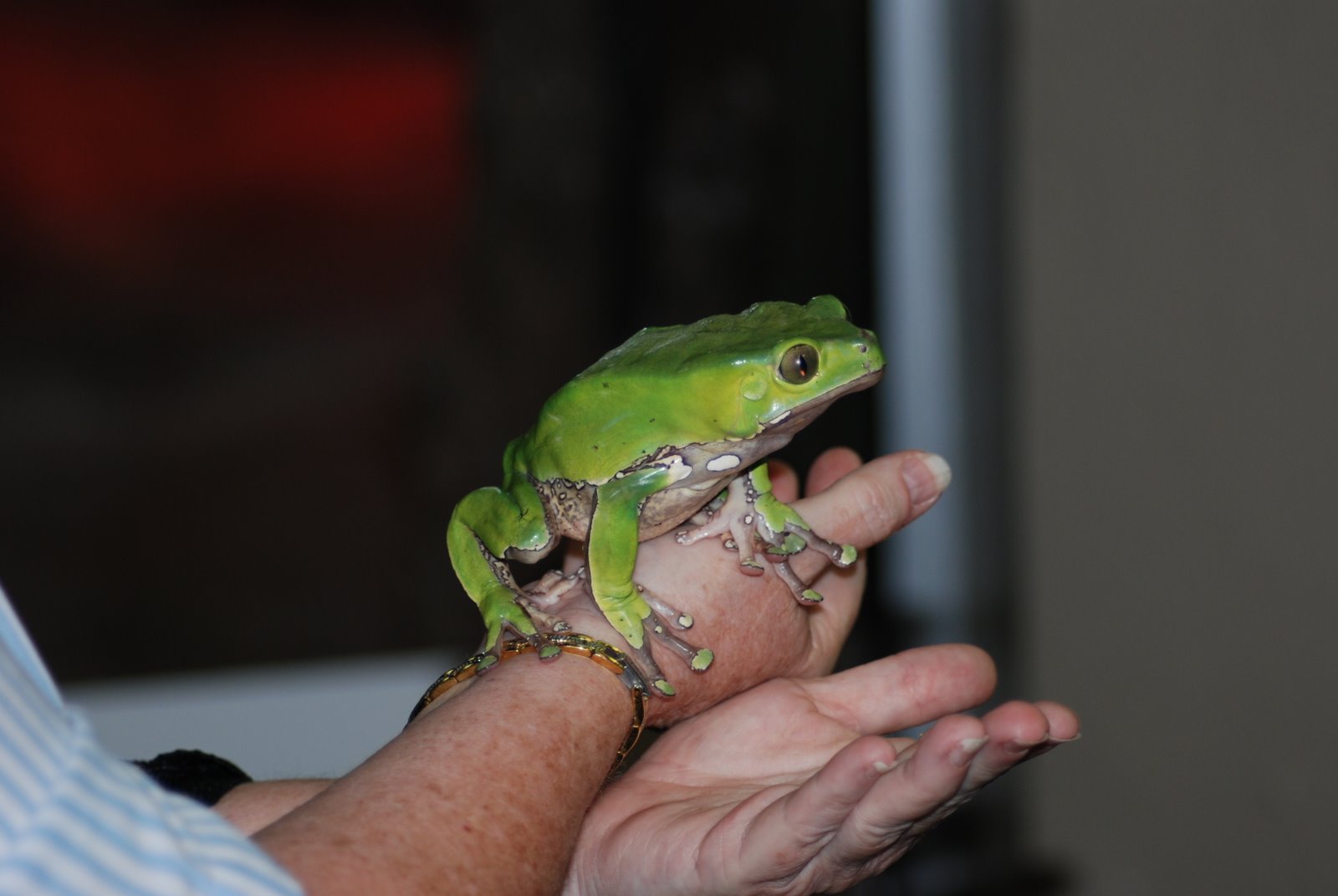 [Monkey+Tree+Frog.JPG]