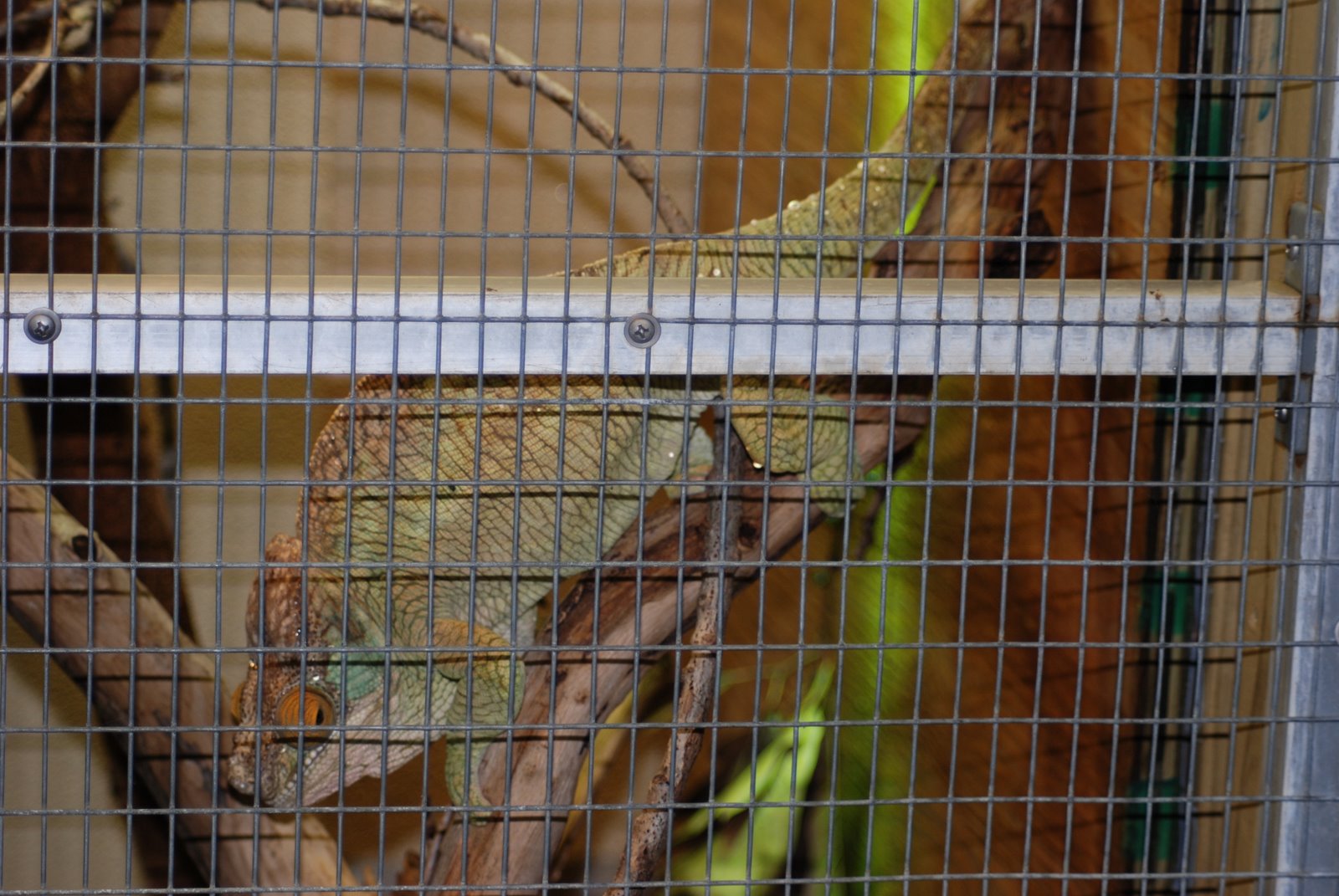 [Parsons+Chameleon.JPG]