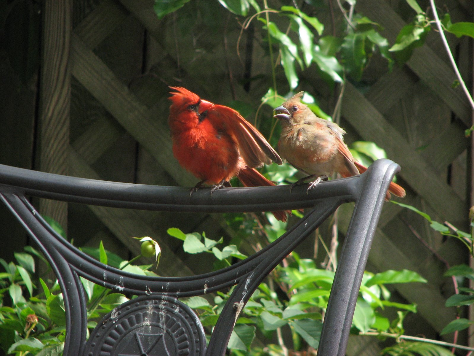 [Cardinal+&+Babe.JPG]