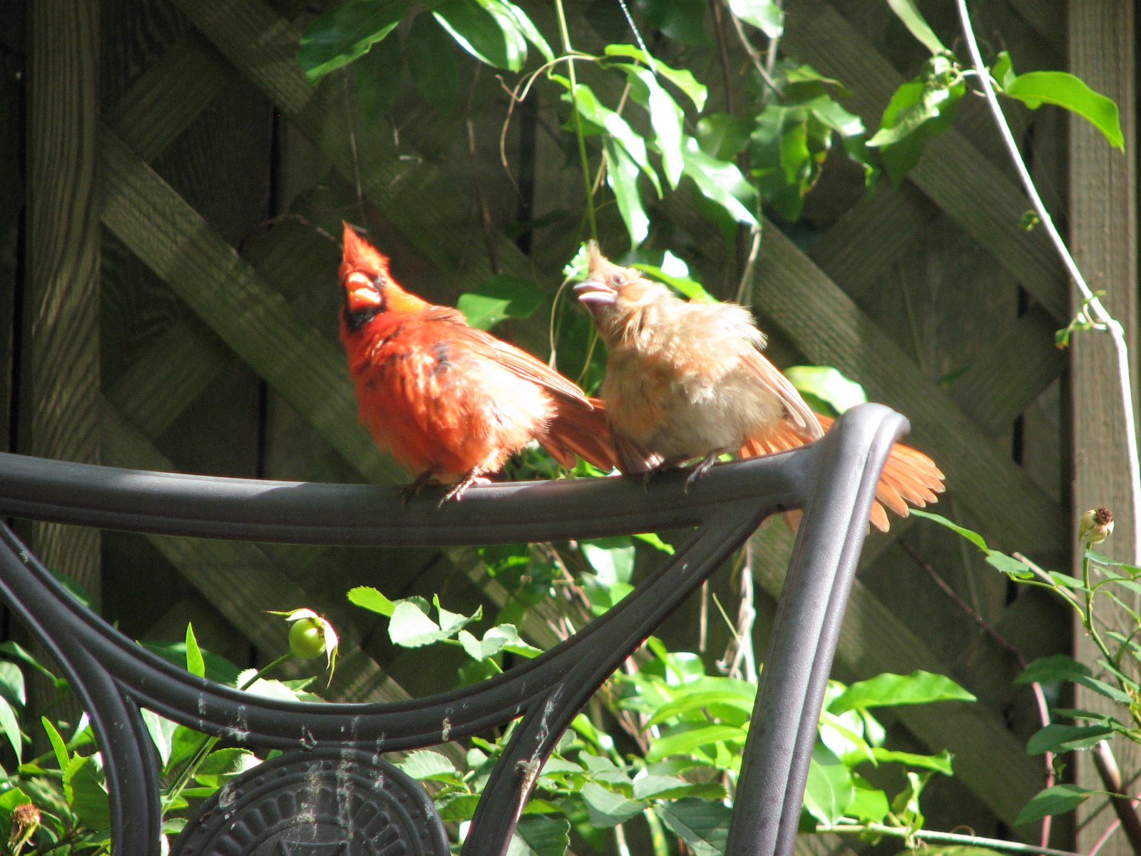 [Babe+&+Cardinal.JPG]